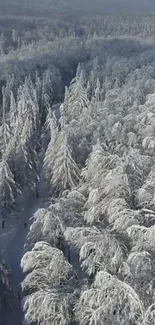 Serene snow-covered forest with tall trees in winter.