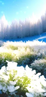 Frosty winter landscape with snow and icy trees under a blue sky.