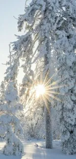 Snow-covered trees with a bright sunrise breaking through branches.