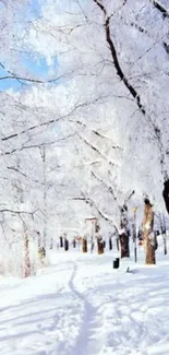 Snow-covered trees in a winter landscape wallpaper.