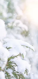 Snow-covered branches under a bright winter sky.