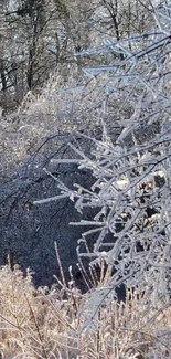 Icy branches in a winter landscape.