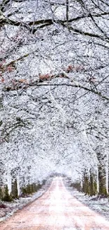 Frosty tree-lined path in winter wonderland.