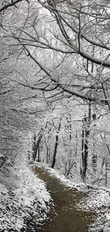 A snow-covered path winds through a serene winter forest.