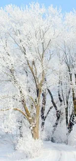 Snowy trees and path under a clear blue sky in winter scene wallpaper.