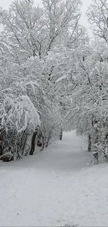 Snow-covered forest path with a bench, creating a peaceful winter scene.