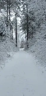 Snow-covered forest pathway in winter.