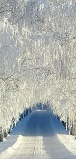 Snow-covered path with frosty trees creates a serene winter scene.