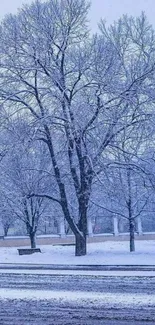 Snow-covered trees in a serene winter landscape.