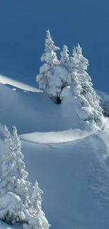 Snow-covered trees under a clear blue sky, creating a serene winter scene.