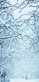 Serene snowy path with tree branches on a winter day.