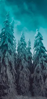 Snow-covered pine trees under a teal sky.