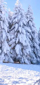 Snow-covered forest with blue sky backdrop.