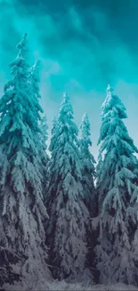 Majestic snow-covered pine trees under a striking turquoise sky.