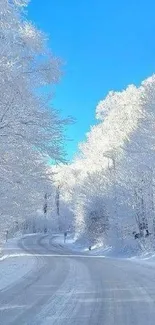 Snow-covered forest road under clear blue sky.