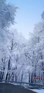 Snowy forest road in winter wallpaper with frosted trees.