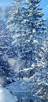 Snow-covered trees under a clear blue sky.