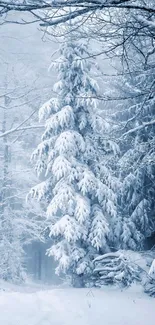 Serene snowy forest with frosty trees in winter.