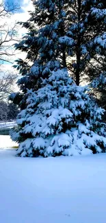 Snow-covered trees in a peaceful winter forest scene.