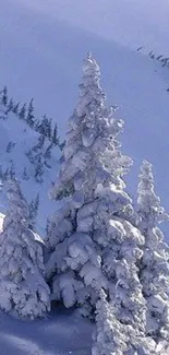 Snow-covered trees in a winter forest scene.