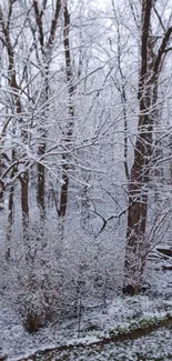 Snow-covered trees in a winter forest.