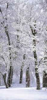 Snowy forest in winter with trees covered in white snow.