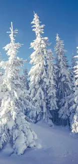 Snow-covered forest under a blue sky.