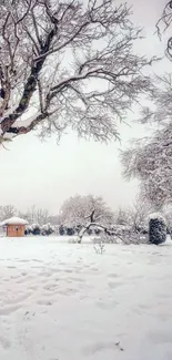 A serene winter landscape with snow-covered trees and frosty surroundings.