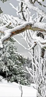 Snow-covered trees in a winter landscape scene.