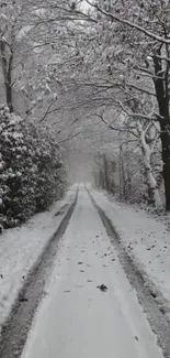 Snowy path through a winter forest with frosted trees.