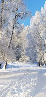 Snow-covered path through a serene winter forest under a blue sky.