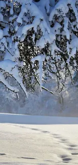 Snow-covered tree and footprints on a winter path wallpaper.