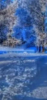 Snow-covered path through frosty woodland with serene blue sky.