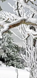 Snow-covered trees in a winter forest.