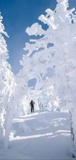 Snow-covered trees under a blue sky.