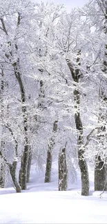 Snow-covered trees in a winter landscape.