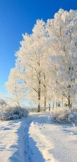 Snowy landscape with frosty trees under a bright blue sky.