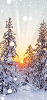 Snowy forest with sunset rays creating a winter wonderland atmosphere.