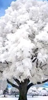 Snow-covered tree in a winter landscape.