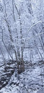 Snow-covered trees in a winter forest scene.