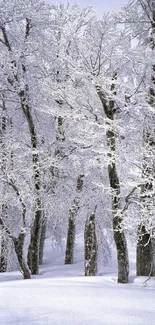 Frosty winter forest with snow-covered trees and white landscape.