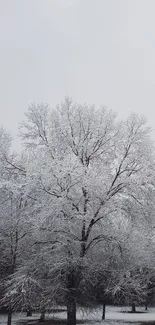 Snow-covered trees under a gray winter sky, creating a tranquil scenery.