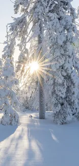 Snowy forest with sunlight streaming through trees on a winter day.