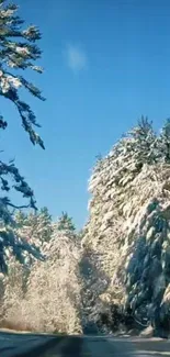 Snowy trees with a clear blue sky in winter landscape wallpaper.