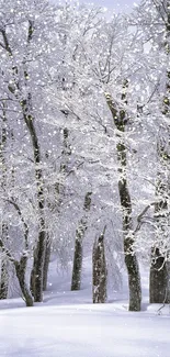 Serene forest with frosted trees and snow-covered ground.