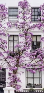 Purple wisteria climbing the facade of a white house.