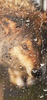 Wolf on rainy glass wallpaper, nature scene.