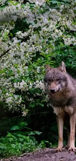 A wolf in a lush forest with white flowering trees.