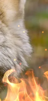 Close-up of a wolf face next to vivid orange flames.