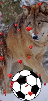 Wolf standing in snow with red hearts and a soccer ball.